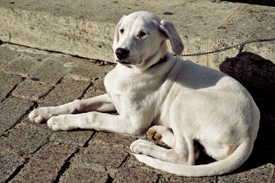 High angle view of dog resting on footpath