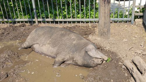 Close-up of lizard on sand