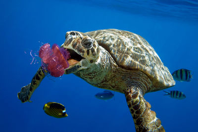 Close-up of turtle swimming in sea