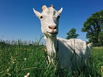 Portrait of sheep on field against clear blue sky