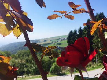 Close-up of leaves against blurred background