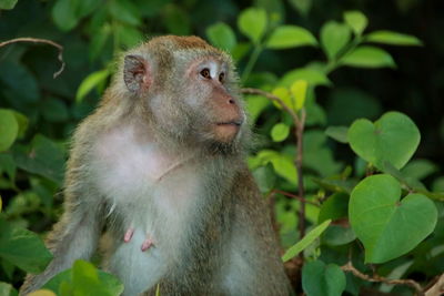 Jungle monkeys sit and eat on kembang island banjarmasin indonesia borneo island