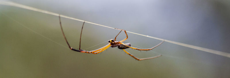 Close-up of spider on web