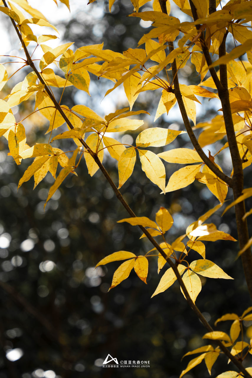 yellow, leaf, tree, plant part, branch, autumn, plant, nature, beauty in nature, sunlight, no people, outdoors, focus on foreground, day, close-up, maple tree, growth, flower, tranquility, environment