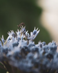 Close-up of insect on flowers 