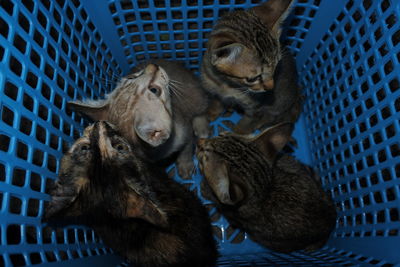 High angle view of cats relaxing in basket