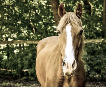 Close-up portrait of horse standing on field