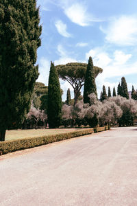 Road by trees against sky