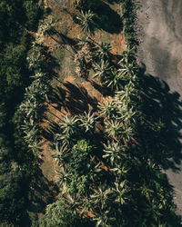 High angle view of palm trees by water