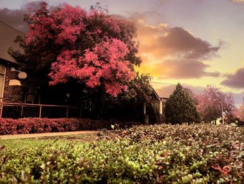 Flowers growing on tree against sky