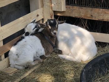 Close-up of baby goats on field