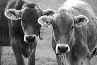 Portrait of cows on field