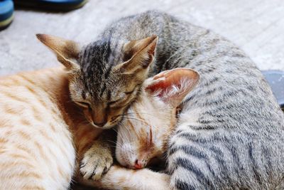 Close-up of cats sleeping