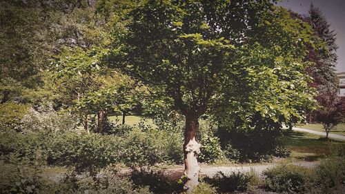 Trees in field