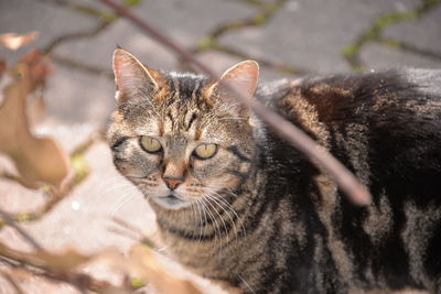 Close-up portrait of a cat