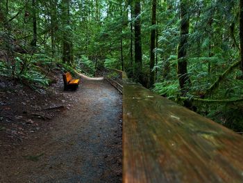 Footpath amidst trees in forest