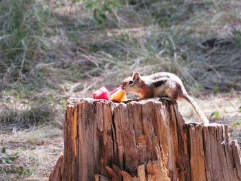 Close-up of squirrel eating wood