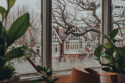 Potted plants by window of building