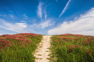 Scenic view of grassy field against sky