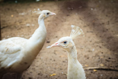 Close-up of birds