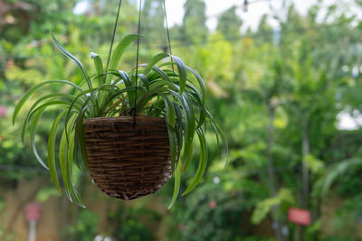 Close-up of plant in basket on field