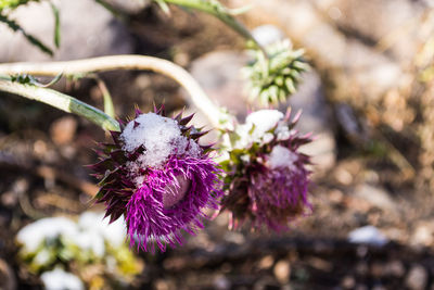 Close-up of purple flowers blooming