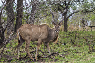 Greater kudu standing on field