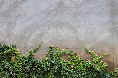 High angle view of plants on land