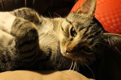 Close-up of cat resting