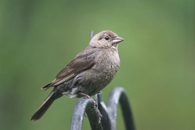 Close-up of bird perching on branch