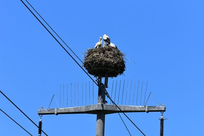 Low angle view of stork perching in nest against clear blue sky 