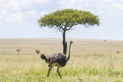 View of a bird on field