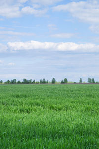 Scenic view of agricultural field against sky