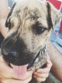 Close-up of person holding dog