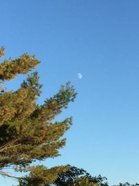 Low angle view of trees against blue sky