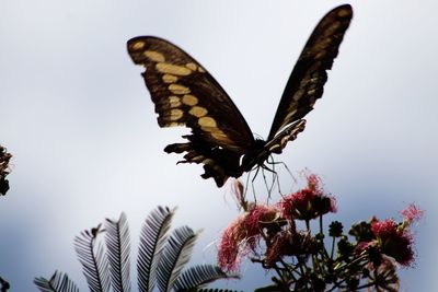 Close-up of butterfly pollinating flower