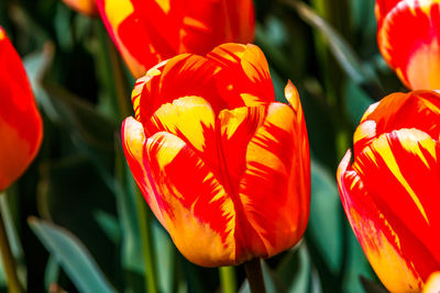 Close-up of red tulips