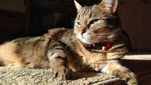 Close-up of cat relaxing