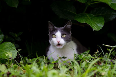 Portrait of cat sitting by plant