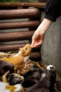 Full length of hand holding bird