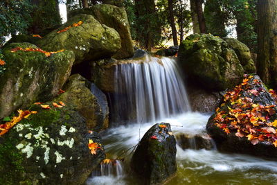 Scenic view of waterfall in forest