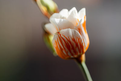 Close-up of rose flower