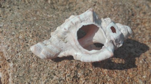 Close-up of seashells