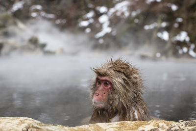 Snow monkeys in hot spring water, japan