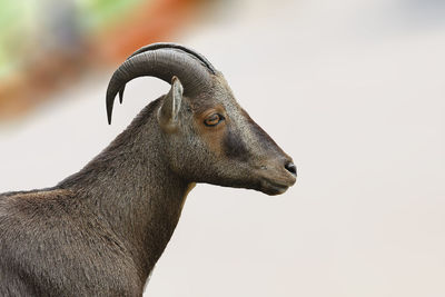 Close-up of deer standing against white background