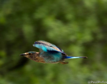 Close-up of bird flying