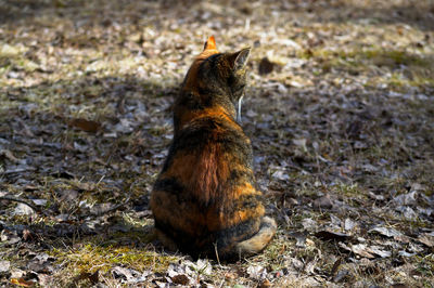 High angle view of a cat on field