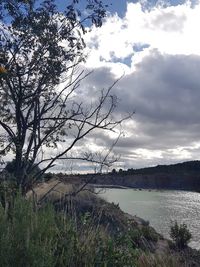 Scenic view of bare trees against sky