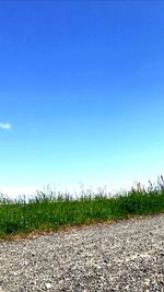 Plants growing on field against clear blue sky