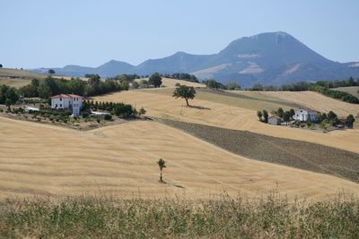 Scenic view of field against clear sky